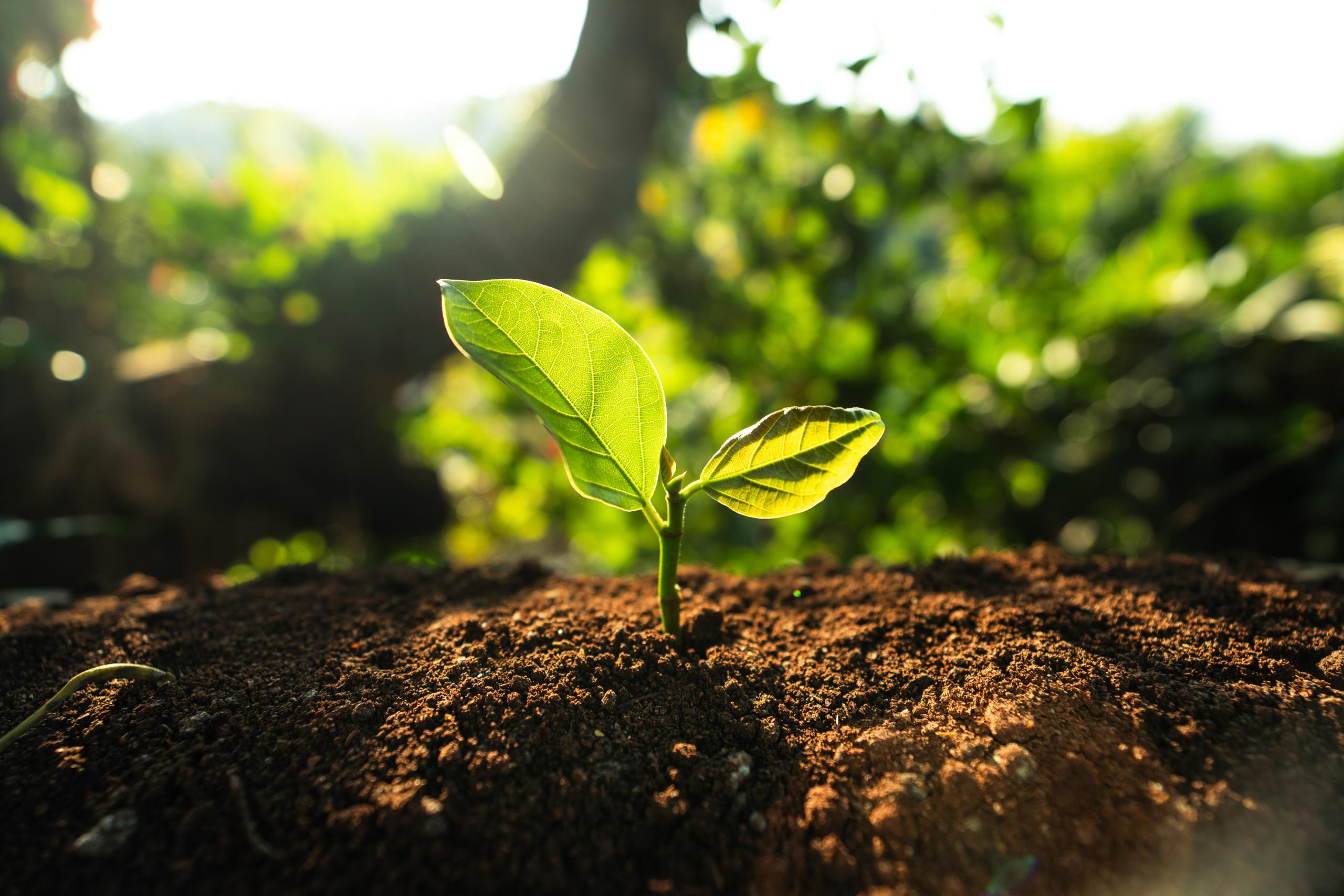 Hands watering the plants in nature