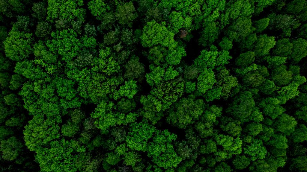 Aerial Drone View of Forest at Spring.