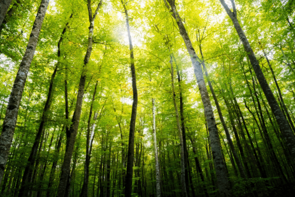 Quick wins vs. deep dives: choosing the right LCA tier for your business